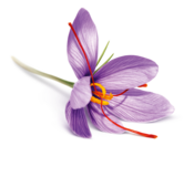 Safran, Safranblüte liegend, gut für positive Stimmung und Energie