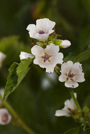 Eibisch Blüten als Kategoriebild für Heilpflanzen Filter